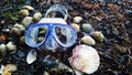 Mask for diving and seashells on the sea coast.Summer. Seaside holidays Royalty Free Stock Photo