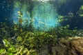 Diving in Mexican Cenote underwater cave Royalty Free Stock Photo