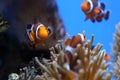 Diving in Okinawa, Japan