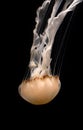 Diving Pacific Sea Nettle Vertical Image