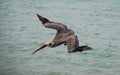 Diving Pelican Royalty Free Stock Photo