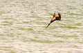 Diving pelican Royalty Free Stock Photo