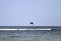 A diving pelican Royalty Free Stock Photo