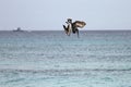 A diving pelican Royalty Free Stock Photo