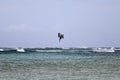 A diving pelican Royalty Free Stock Photo