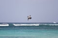 A diving pelican Royalty Free Stock Photo