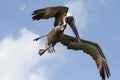 A diving pelican Royalty Free Stock Photo