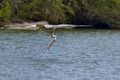 Diving pelican