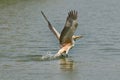 Diving pelican Royalty Free Stock Photo