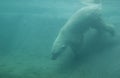 The Diving Polar Bear Royalty Free Stock Photo