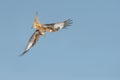 Diving Red Kite Royalty Free Stock Photo