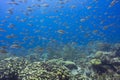 Diving through a school of fish underwater swimming around coral on the ocean floor off the island of Bonaire in the Caribbean Royalty Free Stock Photo