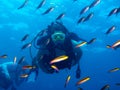 Diving at the Sea o Cortez Baja Mexico