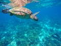 Diving sea turtle in blue water. Green sea tortoise close photo. Royalty Free Stock Photo