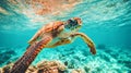 Diving with a sea turtle provides an opportunity for a friendly encounter while learning proper interaction Royalty Free Stock Photo