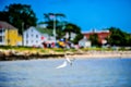 Diving Seabird in Chesapeake Bay with Intense Blue Sky Royalty Free Stock Photo