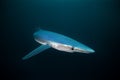 Blue shark, prionace glauca, South Africa Royalty Free Stock Photo