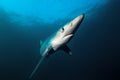 Blue shark, prionace glauca, South Africa Royalty Free Stock Photo