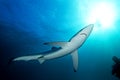 Blue shark, prionace glauca, South Africa Royalty Free Stock Photo