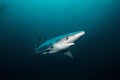 Blue shark, prionace glauca, South Africa Royalty Free Stock Photo