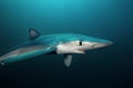 Blue shark, prionace glauca, South Africa Royalty Free Stock Photo