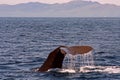 Diving Sperm Whale