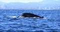 Diving Tail fins of Hump Back Whale Australia Royalty Free Stock Photo