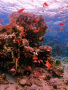 Diving in underwater coral reef world Royalty Free Stock Photo