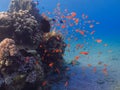 Diving in underwater coral reef world Royalty Free Stock Photo