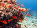 Diving in underwater coral reef world Royalty Free Stock Photo