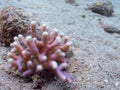 Diving in underwater coral reef world Royalty Free Stock Photo