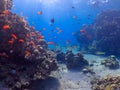 Diving in underwater coral reef world Royalty Free Stock Photo