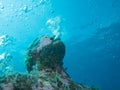 Diving at the underwater museum cancun