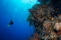 Scuba diving and exploring the coral reefs in the southern Red Sea of Egypt