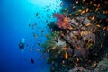 Scuba diving and exploring the coral reefs in the southern Red Sea of Egypt Royalty Free Stock Photo