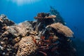 Diving at wreck in Tulamben, Bali. Corals and marine life in deep blue sea on shipwreck