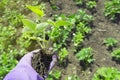 Division of the bush of strawberry and transplanting in spring Royalty Free Stock Photo