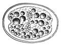 Division of Zygote, vintage illustration