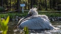 Divjake-Karavasta National Park in ALBANIA. Domesticated Wild Pelican Johny