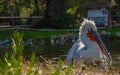 Divjake-Karavasta National Park in ALBANIA. Domesticated Wild Pelican Johny