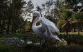 Divjake-Karavasta National Park in ALBANIA. Domesticated Wild Pelican Johny