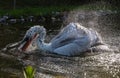 Divjake-Karavasta National Park in ALBANIA. Domesticated Wild Pelican Johny