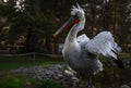 Divjake-Karavasta National Park in ALBANIA. Domesticated Wild Pelican Johny