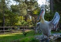 Divjake-Karavasta National Park in ALBANIA. Domesticated Wild Pelican Johny