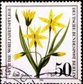 02 08 2020 Divnoe Stavropol Krai Russia the postage stamp Germany West Berlin 1980 Flowers Plants Welfare: Endangered