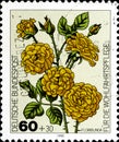 02 11 2020 Divnoe Stavropol Territory Russia the postage stamp Germany 1982 Garden Roses Floribunda Roses yellow rose flowers