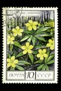 08 12 2019 Divnoe Stavropol Territory Russia postage stamp USSR 1975 anemone buttercup a yellow flowers with green leaves