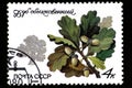 07.24.2019 Divnoe Stavropol Territory Russia postage stamp USSR 1980 ordinary oak oak branch on the white background