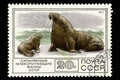 07.24.2019 Divnoe Stavropol Territory Russia Postage Stamp of the USSR 1977. Series - Protected Mammals of the Fauna of the USSR