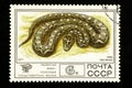 07.24.2019 Divnoe, Stavropol Territory, Russia. USSR postage stamp 1977. Series - Poisonous snakes are useful representatives of a